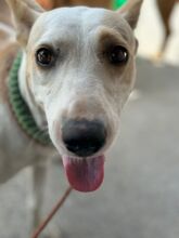 PANTOJA, Hund, Podenco Andaluz in Spanien - Bild 12