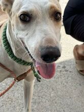 PANTOJA, Hund, Podenco Andaluz in Spanien - Bild 2