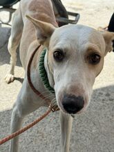 PANTOJA, Hund, Podenco Andaluz in Spanien - Bild 3