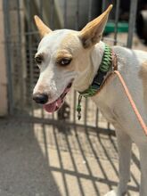 PANTOJA, Hund, Podenco Andaluz in Spanien - Bild 4