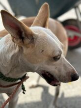 PANTOJA, Hund, Podenco Andaluz in Spanien - Bild 6