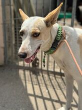 PANTOJA, Hund, Podenco Andaluz in Spanien - Bild 9
