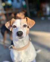 MARI, Hund, Bodeguero Andaluz in Spanien - Bild 1