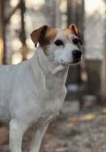 MARI, Hund, Bodeguero Andaluz in Spanien - Bild 3