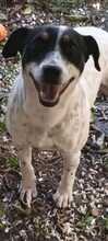 MARCOS, Hund, Bodeguero Andaluz in Spanien - Bild 1