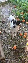 MARCOS, Hund, Bodeguero Andaluz in Spanien - Bild 4