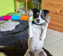 MARCOS, Hund, Bodeguero Andaluz in Schönborn - Bild 1