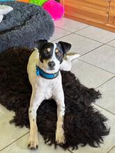 MARCOS, Hund, Bodeguero Andaluz in Schönborn - Bild 2