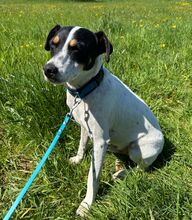 MARCOS, Hund, Bodeguero Andaluz in Schönborn - Bild 4