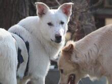 XAVIER, Hund, Maremmano-Mix in Kremmen - Bild 2