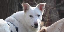 XAVIER, Hund, Mischlingshund in Kremmen