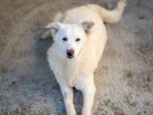 XIOMARA, Hund, Maremmano-Mix in Italien - Bild 17