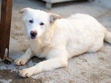 XIOMARA, Hund, Maremmano-Mix in Italien - Bild 19