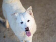 XIOMARA, Hund, Maremmano-Mix in Italien - Bild 20