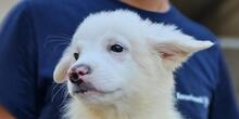 XIOMARA, Hund, Maremmano-Mix in Italien - Bild 21