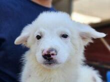 XIOMARA, Hund, Maremmano-Mix in Italien - Bild 22