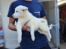 XIOMARA, Hund, Maremmano-Mix in Italien - Bild 24