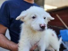 XIOMARA, Hund, Maremmano-Mix in Italien - Bild 25