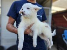 XIOMARA, Hund, Maremmano-Mix in Italien - Bild 26