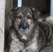 BEGHEI, Hund, Mischlingshund in Rumänien - Bild 1