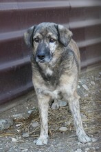 BEGHEI, Hund, Mischlingshund in Rumänien - Bild 4