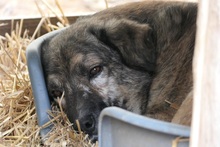 BEGHEI, Hund, Mischlingshund in Rumänien - Bild 6