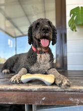 DANKO, Hund, Perro de Agua Español in Spanien - Bild 1