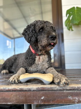 DANKO, Hund, Perro de Agua Español in Spanien - Bild 2