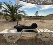 DANKO, Hund, Perro de Agua Español in Spanien - Bild 4