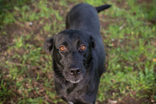 MAYARA, Hund, Mischlingshund in Kroatien - Bild 1