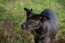 MAYARA, Hund, Mischlingshund in Kroatien - Bild 2