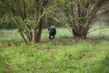 MAYARA, Hund, Mischlingshund in Kroatien - Bild 4