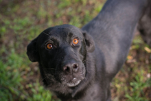 MAYARA, Hund, Mischlingshund in Kroatien - Bild 6