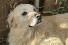 MIRO, Hund, Maremmano-Labrador-Mix in Italien - Bild 1