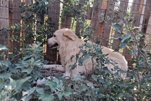 MIRO, Hund, Maremmano-Labrador-Mix in Italien - Bild 10