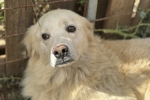 MIRO, Hund, Maremmano-Labrador-Mix in Italien - Bild 14