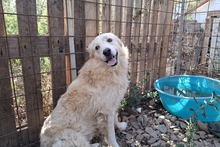 MIRO, Hund, Maremmano-Labrador-Mix in Italien - Bild 15