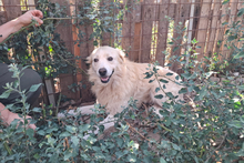 MIRO, Hund, Maremmano-Labrador-Mix in Italien - Bild 16