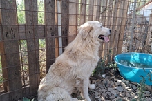 MIRO, Hund, Maremmano-Labrador-Mix in Italien - Bild 17