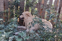 MIRO, Hund, Maremmano-Labrador-Mix in Italien - Bild 19