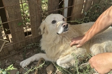 MIRO, Hund, Maremmano-Labrador-Mix in Italien - Bild 2