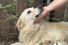 MIRO, Hund, Maremmano-Labrador-Mix in Italien - Bild 3