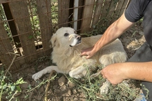 MIRO, Hund, Maremmano-Labrador-Mix in Italien - Bild 4