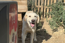 PLUTO, Hund, Maremmano-Jagdhund-Mix in Italien - Bild 2