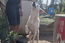 PLUTO, Hund, Maremmano-Jagdhund-Mix in Italien - Bild 8