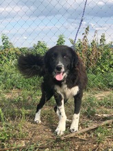 CAPPER, Hund, Mischlingshund in Lübeck - Bild 1