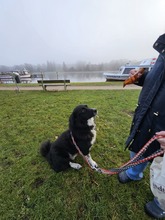 CAPPER, Hund, Mischlingshund in Lübeck - Bild 10