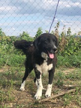 CAPPER, Hund, Mischlingshund in Lübeck - Bild 2