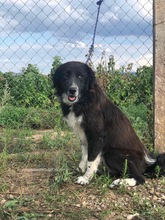 CAPPER, Hund, Mischlingshund in Lübeck - Bild 3