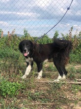 CAPPER, Hund, Mischlingshund in Lübeck - Bild 5